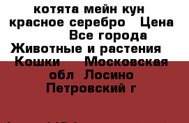 котята мейн кун, красное серебро › Цена ­ 30 - Все города Животные и растения » Кошки   . Московская обл.,Лосино-Петровский г.